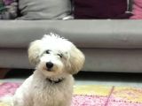 Terrier Maltese