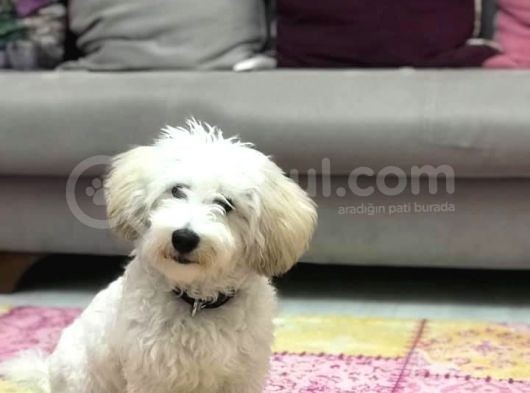 Terrier Maltese görsel