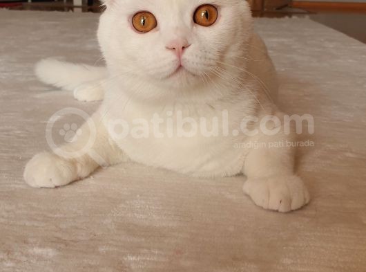2 Aylık Sıfır Kulak Scottish Fold görsel