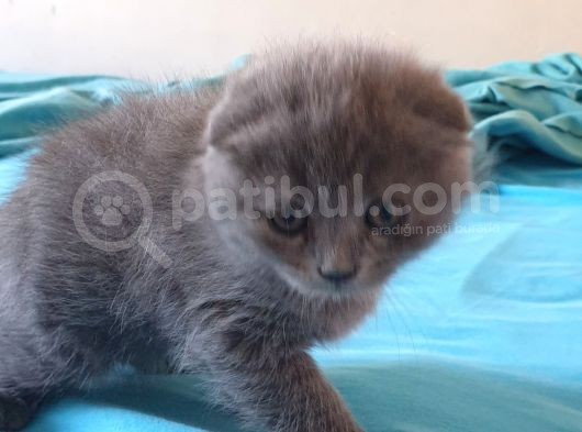 2 Aylık Sıfır Kulak Scottish Fold görsel