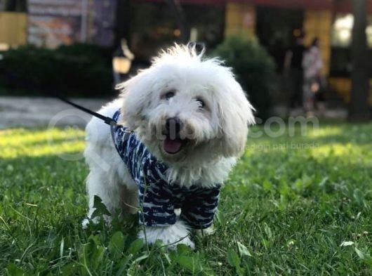 Terrier Maltese