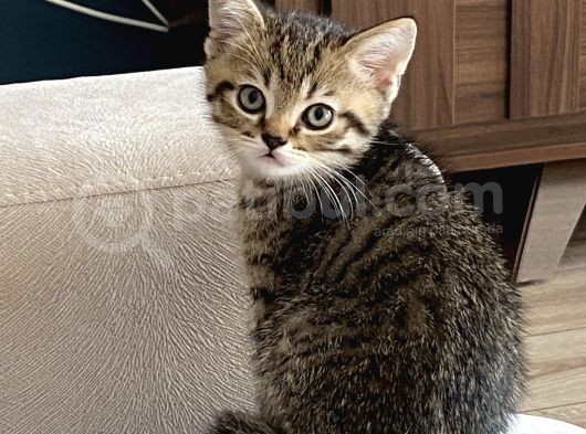 Safkan British, Golden Black Tabby görsel