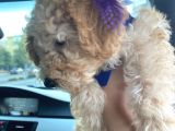 Poodle 3 Aylık
