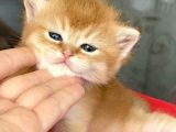 Wcf Cattery’den Full Şecereli  Ny12 Scottish Straight