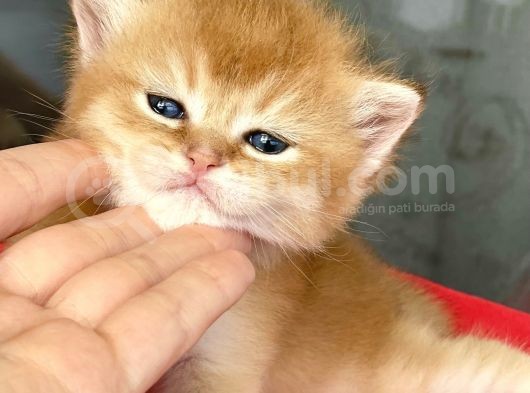 Wcf Cattery’den Full Şecereli  Ny12 Scottish Straight