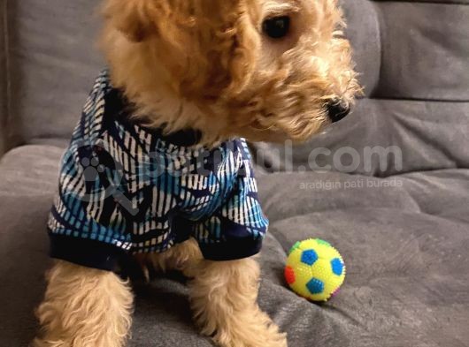 Poodle 3 Aylık görsel