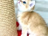 Full Şecereli Wcf Cattery’den Ny12 Scottish Straight