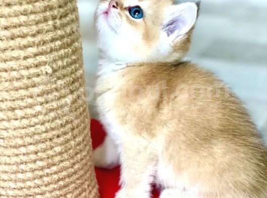 Full Şecereli Wcf Cattery’den Ny12 Scottish Straight görsel