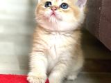 Full Şecereli Wcf Cattery’den Ny12 Scottish Straight