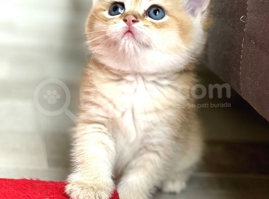 Full Şecereli Wcf Cattery’den Ny12 Scottish Straight görsel