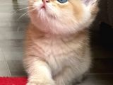 Full Şecereli Wcf Cattery’den Ny12 Scottish Straight