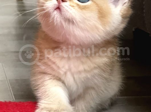 Full Şecereli Wcf Cattery’den Ny12 Scottish Straight görsel