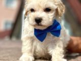 Anne Altından Malti̇poo Yavruları