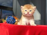 Wcf Cattery’den Full Şecereli  Ny12 Scottish Straight