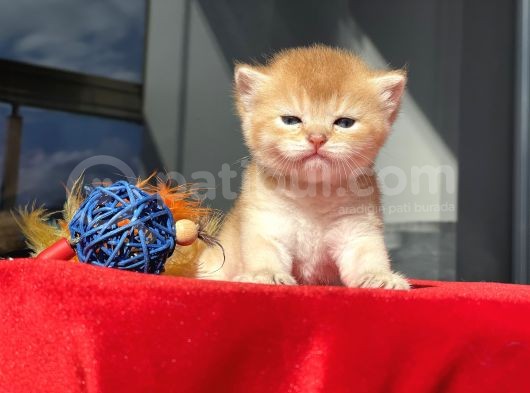 Wcf Cattery’den Full Şecereli  Ny12 Scottish Straight görsel