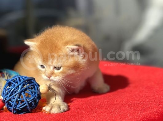Wcf Cattery’den Full Şecereli  Ny12 Scottish Straight görsel