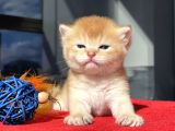 Wcf Cattery’den Full Şecereli  Ny12 Scottish Straight