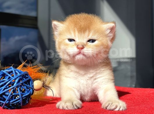 Wcf Cattery’den Full Şecereli  Ny12 Scottish Straight görsel