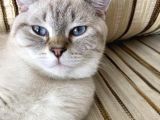 Safkan British, Golden Black Tabby