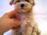 Maltipoo Bebeklerimiz