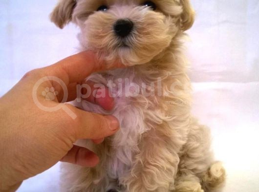 Maltipoo 1. Kalite Yavrumuz görsel