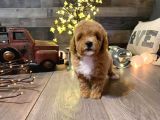 Sağlık Garantili 1.Sınıf Maltipoo Yavrularımız