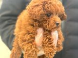 PASAPORTLU POODLE BEBEKLERİMİZ