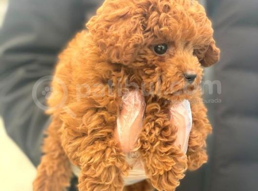 Pasaportlu Poodle Bebekleri̇mi̇z