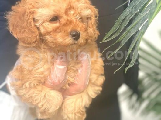 Toy Poodle Pasaportlu Garanti̇li̇ Yavrularımız