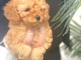 Irk Garanti̇li̇ Pasaportlu Poodle Bebekleri̇mi̇z