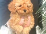 Toy Poodle Pasaportlu Garanti̇li̇ Yavrularımız