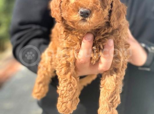 A Kali̇te Poodle Yavrularımız görsel