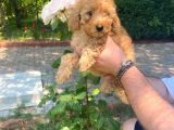 Toy Poodle Bebeklerimiz