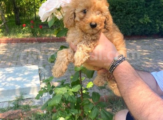 Toy Poodle Bebeklerimiz