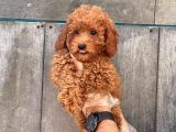 Sağlik Garanti̇li̇ 1.Sinif Poodle Bebekleri̇mi̇z