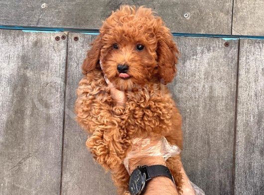Sağlik Garanti̇li̇ 1.Sinif Poodle Bebekleri̇mi̇z görsel