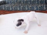 French Bulldog Yavruları