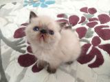 Exotic Shortair Ve Longhair Yavru