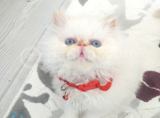Exotic Shortair Ve Longhair Yavru görsel