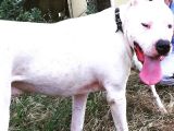 1.Sınıf Irk Garantili Dogo Yavrularımız