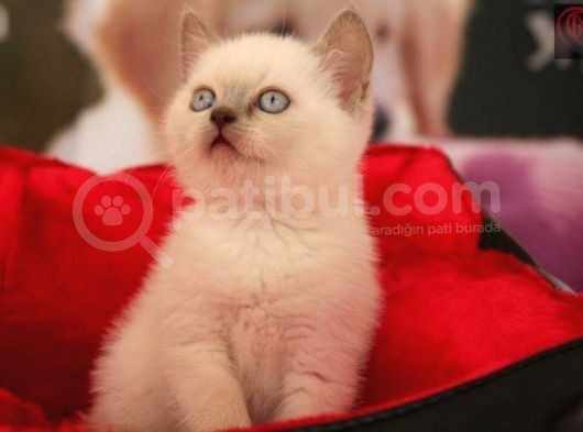 Safkan Blue Poi̇nt Bri̇ti̇sh Shorthai̇r Yavrularımız görsel