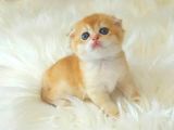 Safkan Scottish Fold Yavrularımız