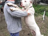 A Kalite Dogo Yavrularımız