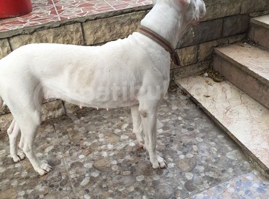 A Kalite Dogo Yavrularımız görsel