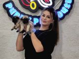 Mi̇ni̇ Boy Pug Bebekler
