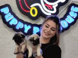 Mi̇ni̇ Boy Pug Bebekler