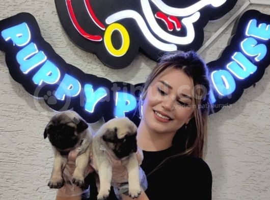 Mi̇ni̇ Boy Pug Bebekler