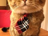11 Ağustos Scottish Straight Oğluma Ömürlük Yuva Arıyorum