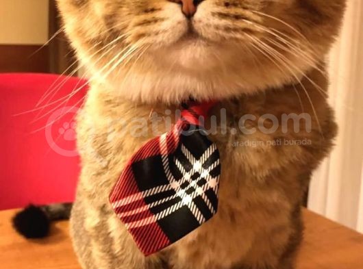 11 Ağustos Scottish Straight Oğluma Ömürlük Yuva Arıyorum görsel