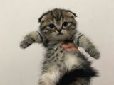 11 Ağustos Doğumlu Scottish Fold Tiger Cinsi Kızıma
